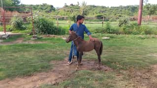 female pony with male baby