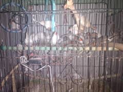 finches