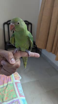 Ringneck