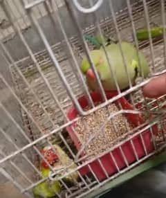 green parrot for sale