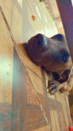 Attractive Bull Terrier Dog