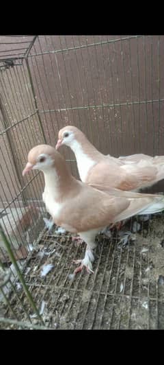 5 pair for sale breeder pair