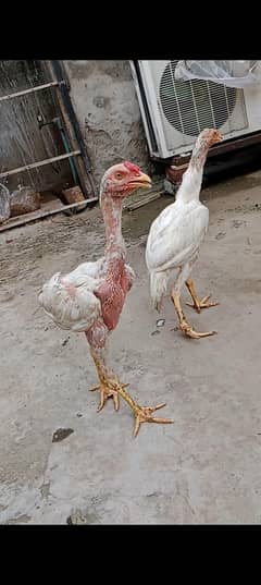 Aseel heera