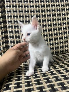 Persian