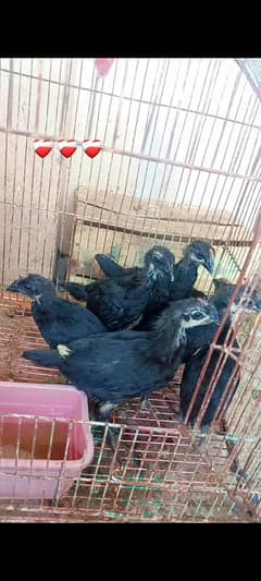 Australorp /Australop