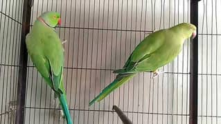 ringneck03025368418