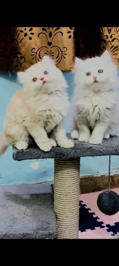 Persian kitten | triple long coated Kittens |  03407399480 WhatsApp