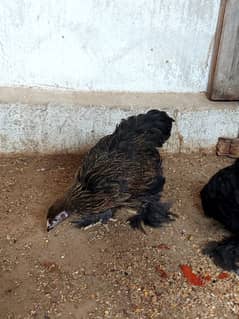 Golden partridge brahma