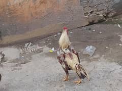 aseel