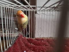 parblue opaline split pale fallow breeder male for sale