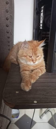 cute cats for adoption