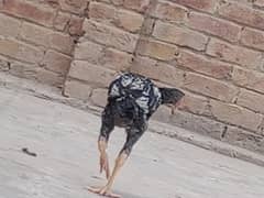 اصیل پٹھے