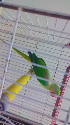 Pahari tamed female available