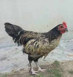 Hens