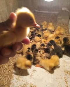 Duck Chicks Available Here. . . Per Pair in Just Rs. 800