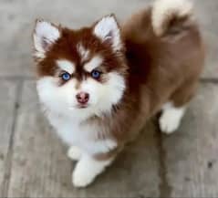 Siberian