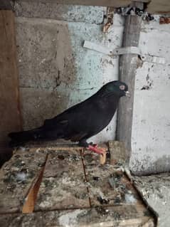 assalamu Alaikum Total 12 kabutar Hai sale ke liye without cage 400 pr