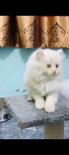 Persian kitten | triple long coated Kittens |  03407399480 WhatsApp