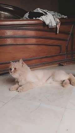 Persian cat for sale