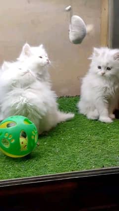 Persian kitten for urgent saleMy WhatsApp number 03413177865