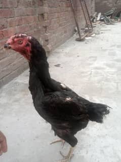 o