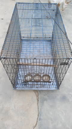 Birds cage