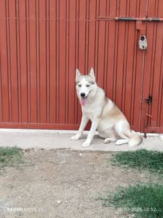 Siberian Husky!