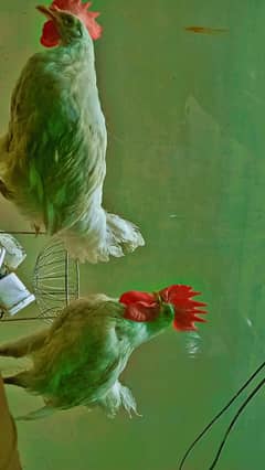 desi hen 3 hen in 3600
