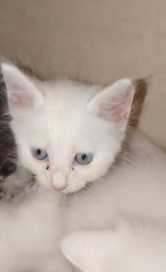 Persian cat