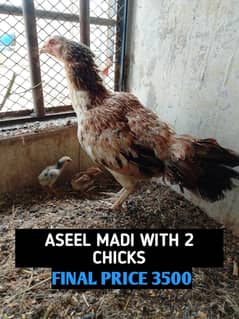 ASEEL MADI WITH 2 CHICKS| RABBIT PAIR| HAND GRIPPERS| PUNCHING BAG|
