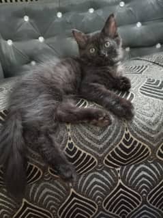Black Male Persian Kitten For Sale
