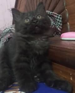 Black Male Persian Kitten For Sale