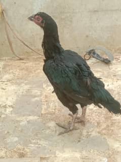 Aseel