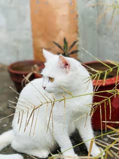 Persian cat female