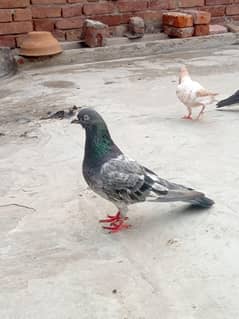 high flay pigeon high quality