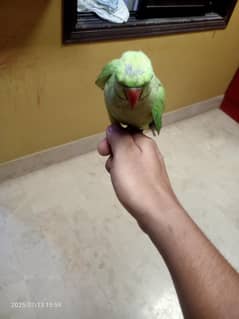 Ring Neck Parrot Hand Tame