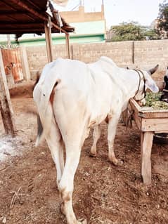 2 daant bachra for sale
