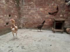 3 sall chicken 