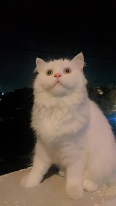 Persian pair  fully vacinated