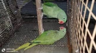 Adult Raw Parrot with DNA