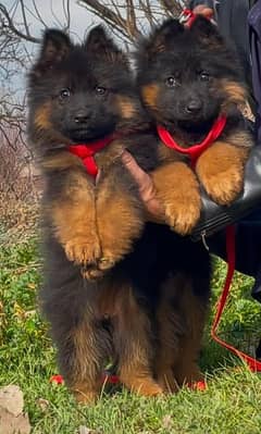 German Shepherd Puppies My WhatsApp No 0323<87=14>135