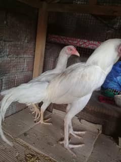 Buetiful Birds