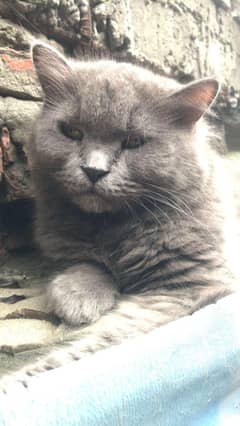female cat for sale