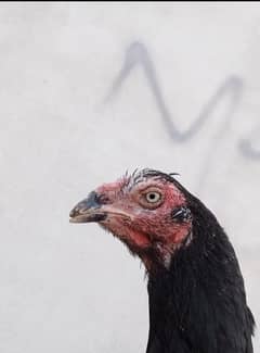 female or chicks