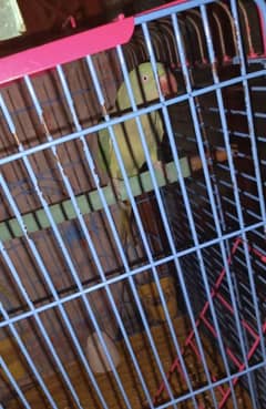 Raw parrot Female For sale health and active