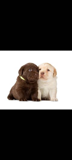 Labrador puppy for sale