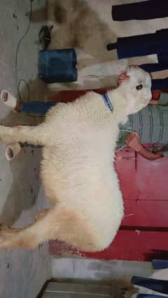 Mundra for sell