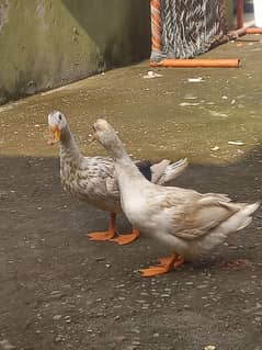 duck