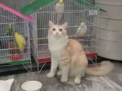 Persian