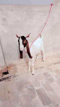 Gulabi ablaq bakra Nasli Bakriyan kamori betal pateri